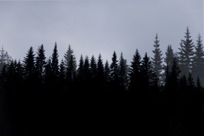 Mystical Forest Scene 3