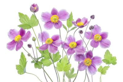 Anemone 'Hadspen Abundance'