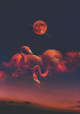 Red Flamingos