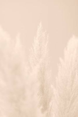 Pampas Grass Beige 04