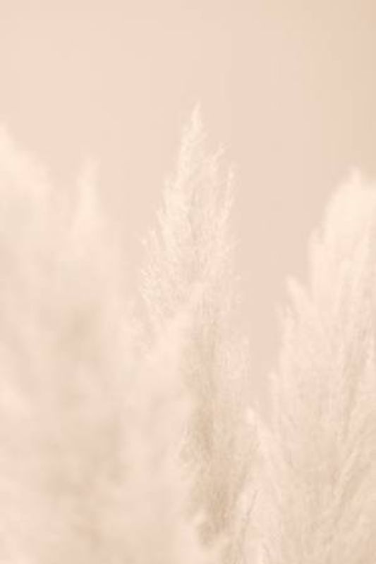 Pampas Grass Beige 04