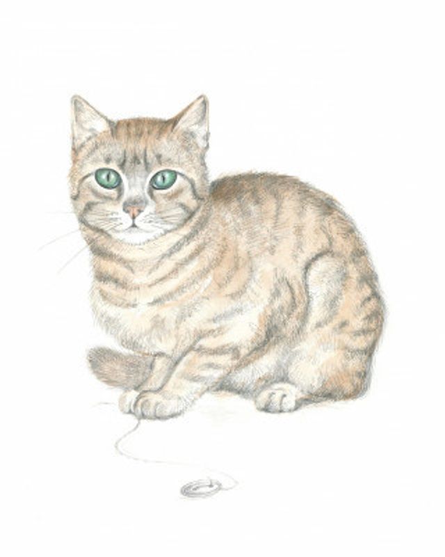 Tabby Cat and Button