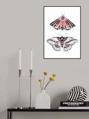 Watercolor moths illustration