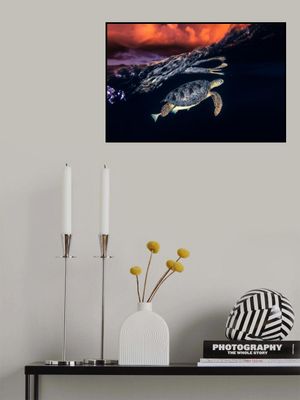 Green turtle and sunset - Sea Turtle