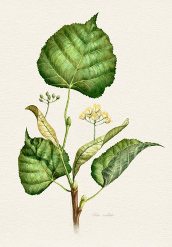 Tilia Cordata