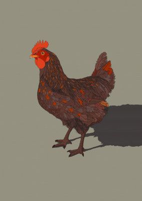 Rooster