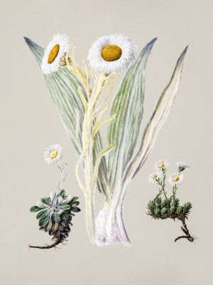 White Mountain Musk Drawn By Sarah Featon (1848–1927)