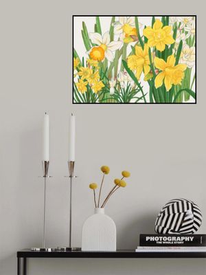 Daffodil No.2