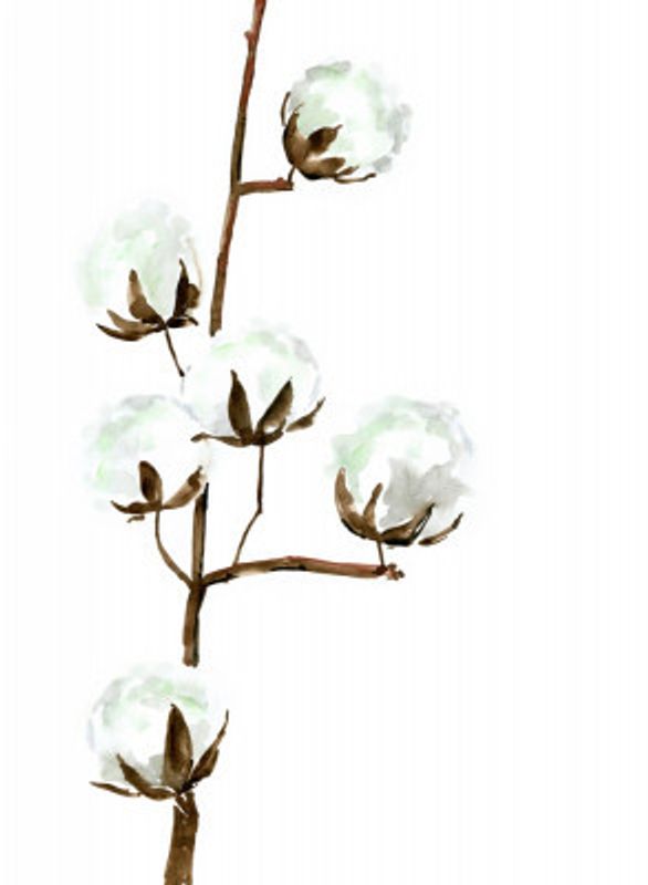 Watercolor cotton branch I