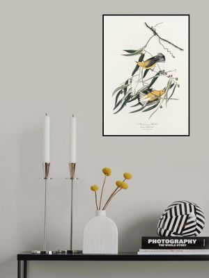 Prothonotary Warbler From Birds of America (1827)