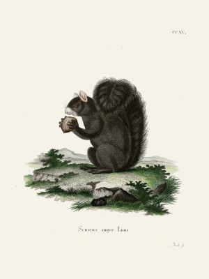Fox Squirrel  By Johann Christian Daniel Von Schreber.