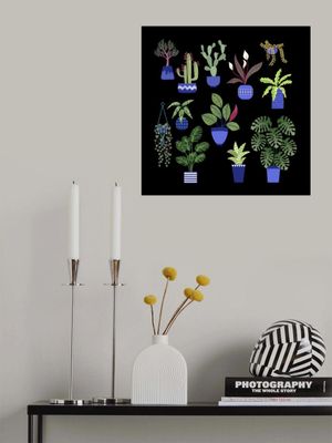 Houseplants Cacti and Succulents in the Dark