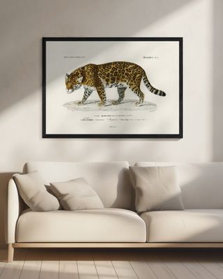 Jaguar (panthera Onca)