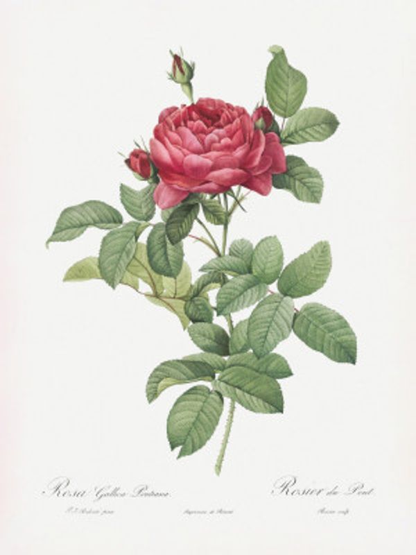 Rosa Gallica Pontiana, Les Roses (1817–1824)