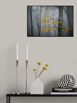 Beech Forest in Autumn