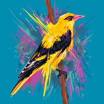 Bird Series   Golden Oriole