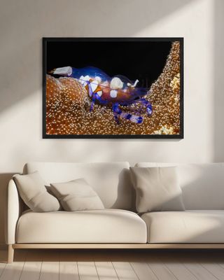 Peacock-tail anemone shrimp