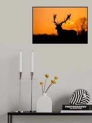 Red Deer Stag Silhouette