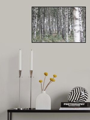 Birch Trees 20