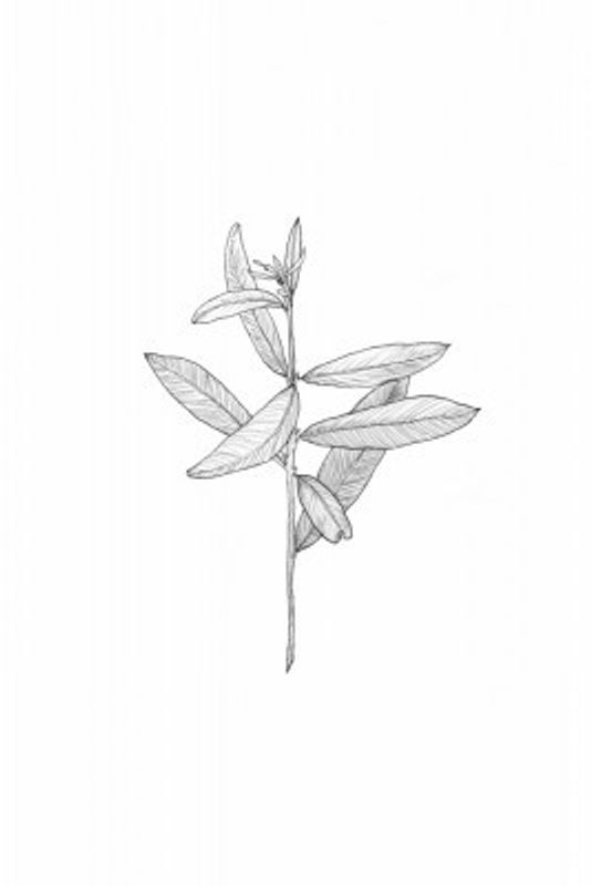 Delicate Leaf Sketch