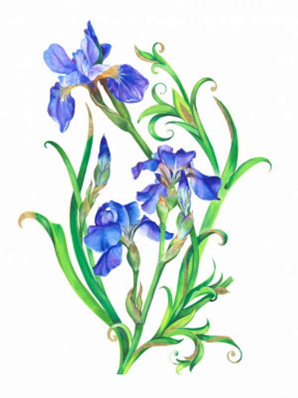 Blue Iris Elegance