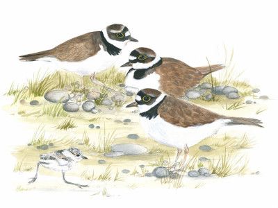 Plovers