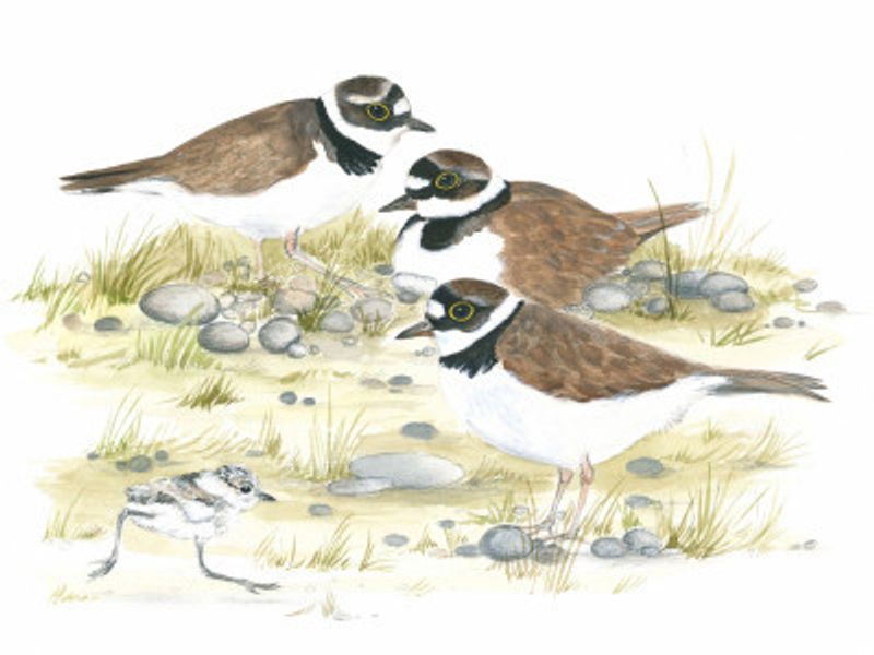 Plovers