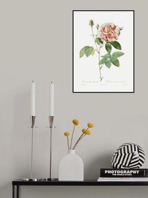 Rosa Gallica (1817–1824), Les Rose