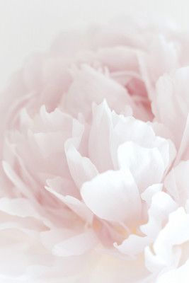 Peony 05