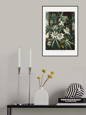 The Passiflora Cerulea from The Temple of Flora (1807)