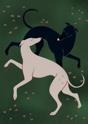 Elegant Greyhound Pair
