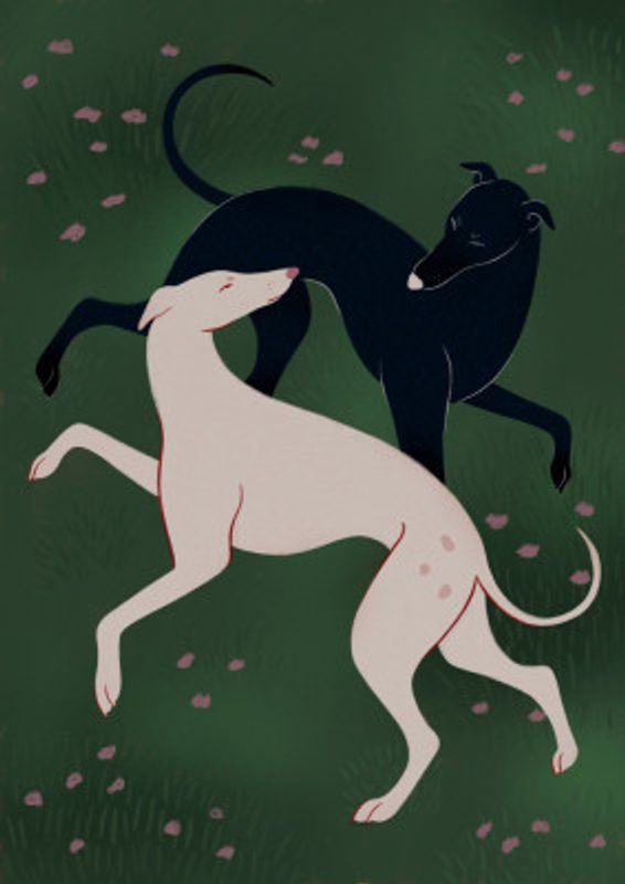 Elegant Greyhound Pair