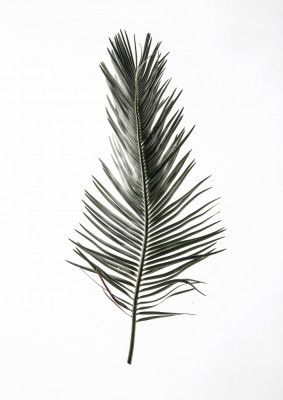 Feathered Frond