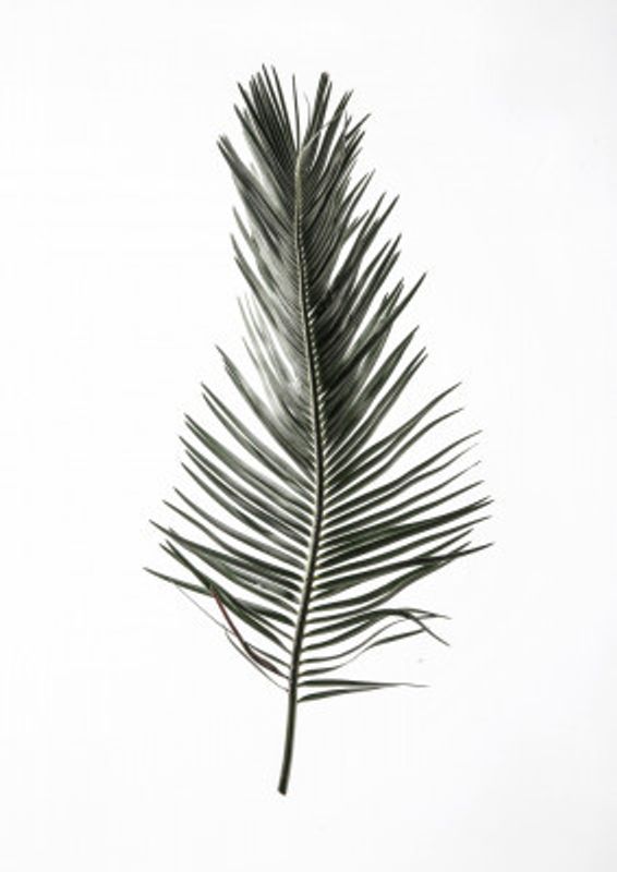 Feathered Frond