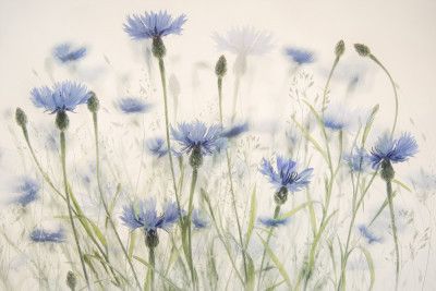 Cornflowers