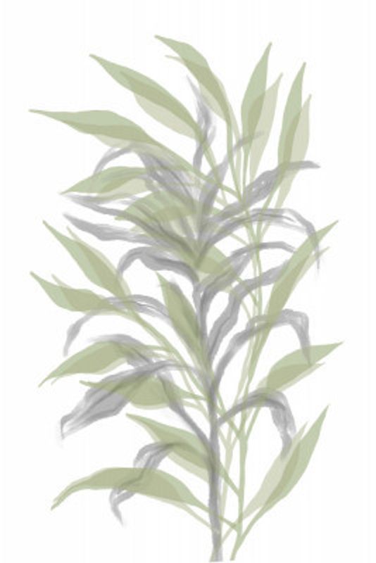 Silent Bamboo Leaf