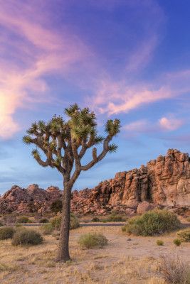 Joshua Tree Evening Atmosphere