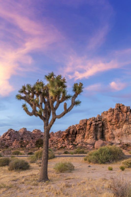 Joshua Tree Evening Atmosphere