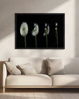 dandelion flower sequenz