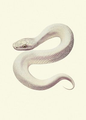 Snake Poster
