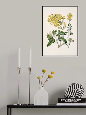 Daisy   Brachyglottis Drawn By Sarah Featon (1848–1927)