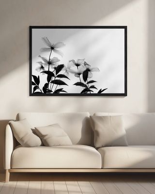 Clematis Blooms - High Key in Black and White