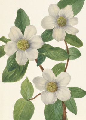 Pacific Dogwood
