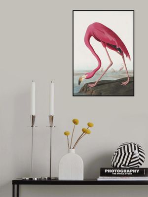 Pink Flamingo Ii From Birds of America (1827)