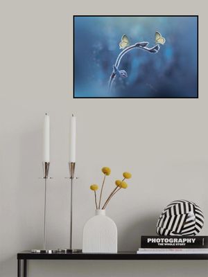 Two Butterflies meet each other