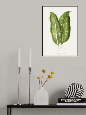 Green Dieffenbachia Baraquiniana Leaf Illustration