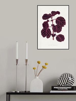 Pink Achyranthes Verschaffeltii Leaf Illustratio