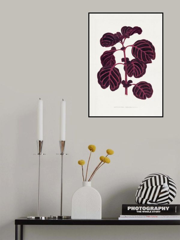 Pink Achyranthes Verschaffeltii Leaf Illustratio