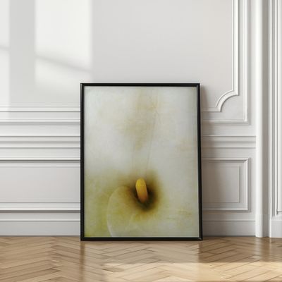 Creamy Calla Lily