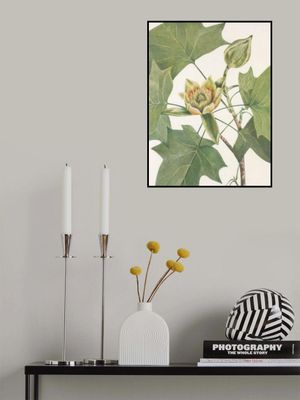 Tulip Tree From North American Wildflowers (1925) By Mary Vaux Walcott.